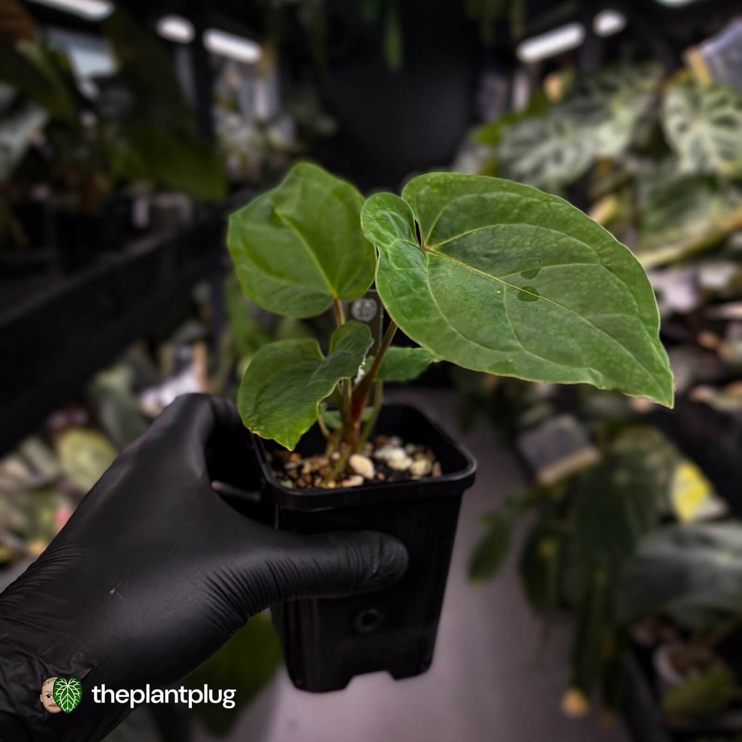 Anthurium besseae aff x kunayalense