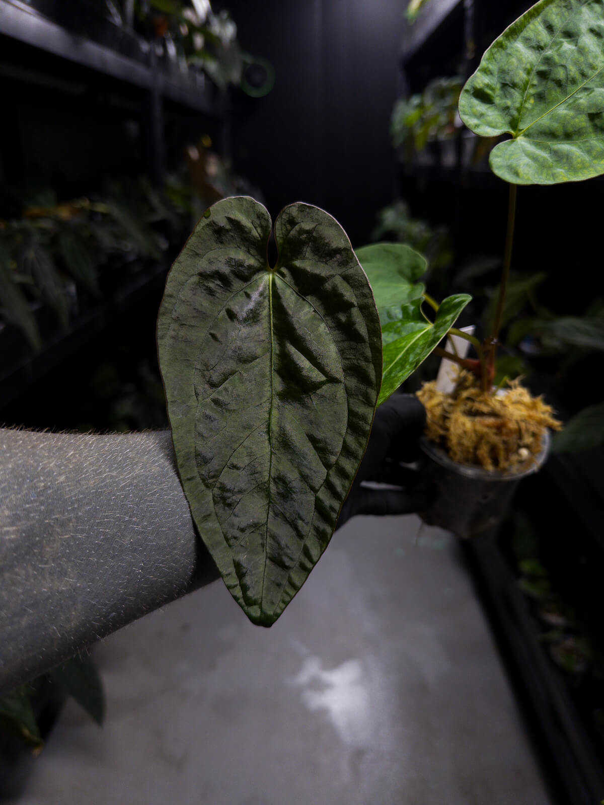 Anthurium #UluruDreams • papillilaminum x dressleri ex. JS x 'Dropbear'