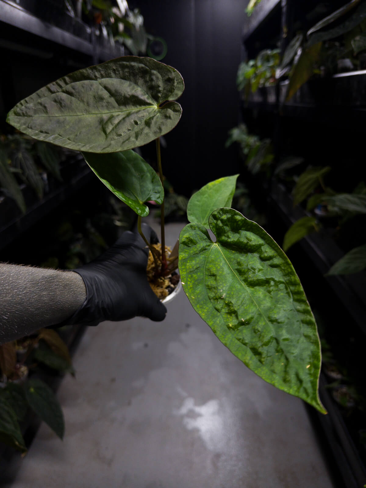 Anthurium #UluruDreams • papillilaminum x dressleri ex. JS x 'Dropbear'