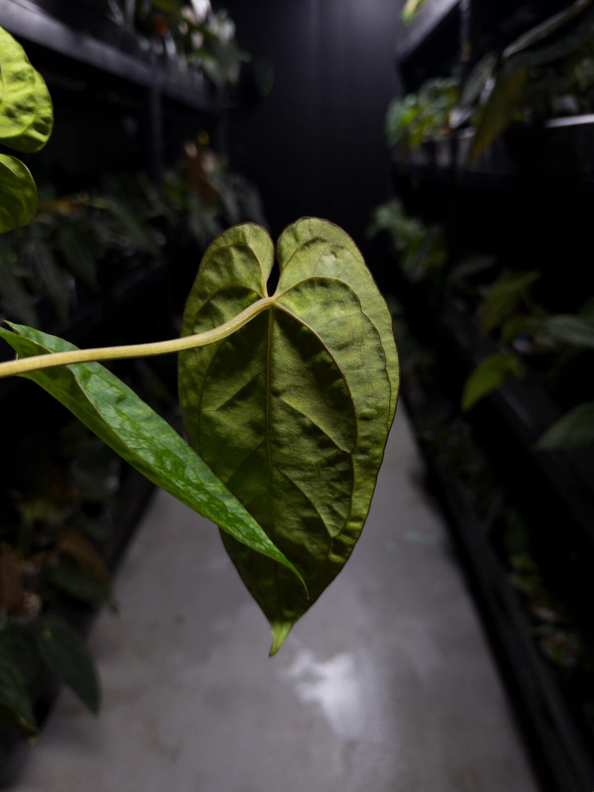 Anthurium #UluruDreams • papillilaminum x dressleri ex. JS x 'Dropbear'