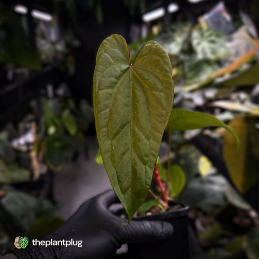 Anthurium 'Deadpool' x #Calculus