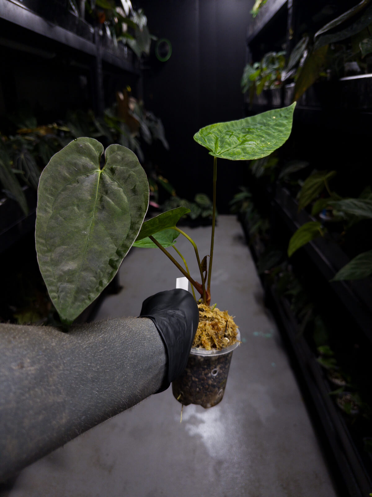 Anthurium #UluruDreams • papillilaminum x dressleri ex. JS x 'Dropbear'