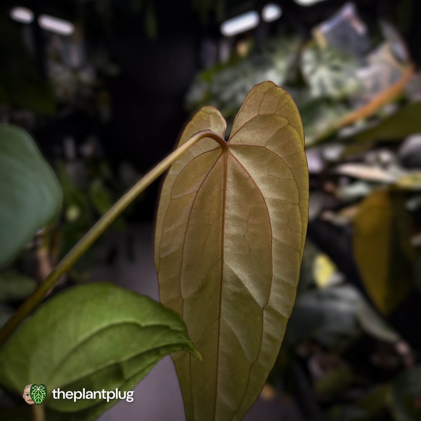 Anthurium 'Deadpool' x #Calculus