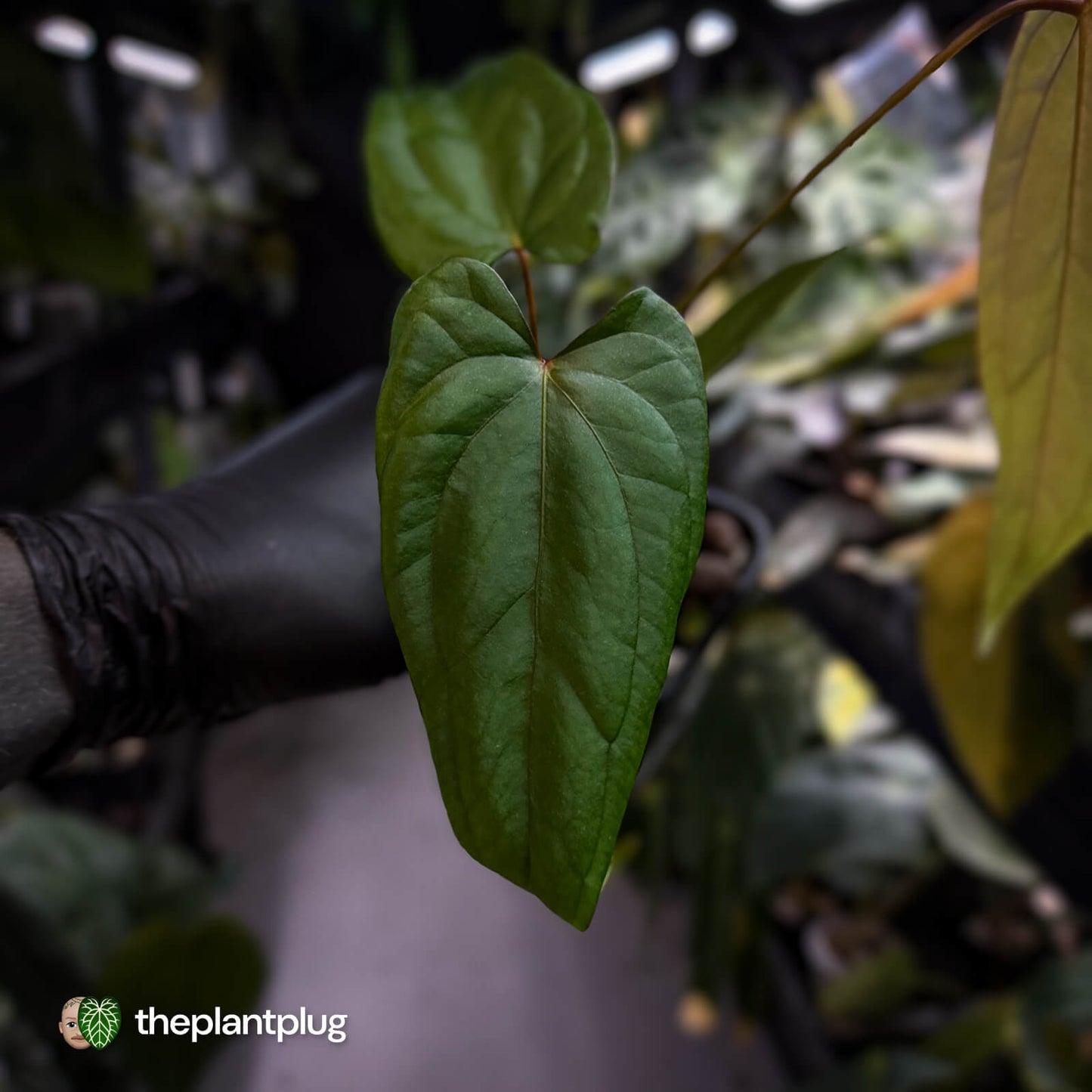 Anthurium 'Deadpool' x #Calculus