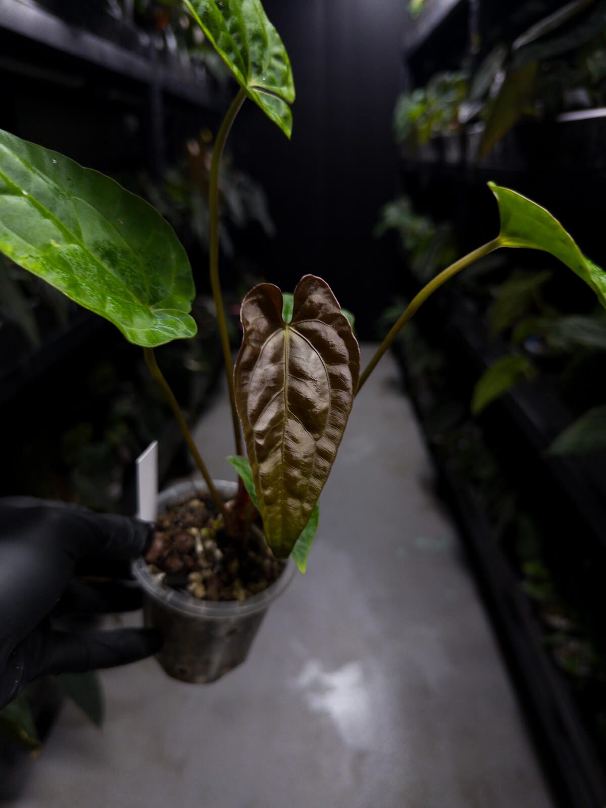 Anthurium #UluruDreams • papillilaminum x dressleri ex. JS x 'Dropbear'