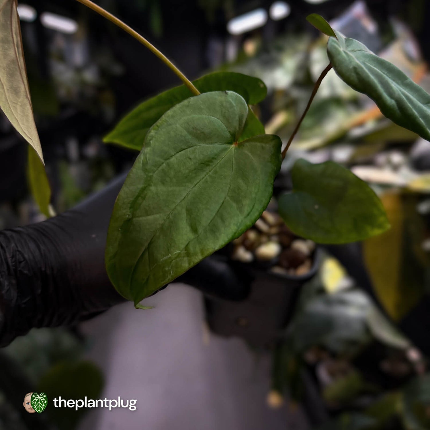 Anthurium 'Deadpool' x #Calculus