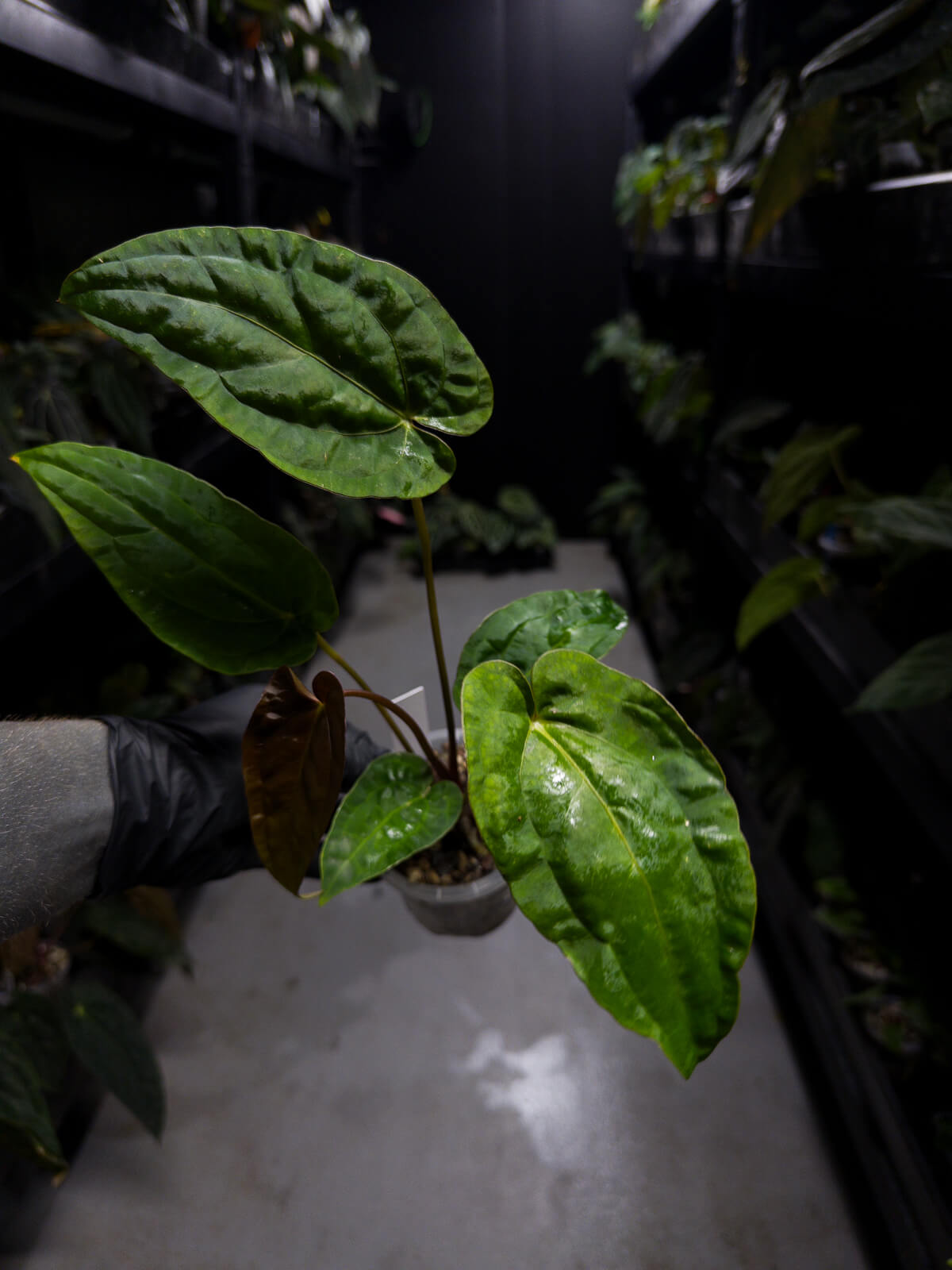 Anthurium #UluruDreams • papillilaminum x dressleri ex. JS x 'Dropbear'