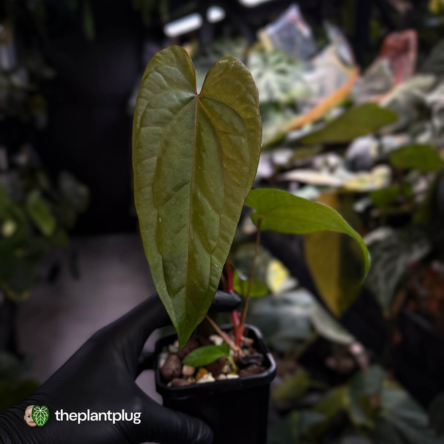 Anthurium 'Deadpool' x #Calculus