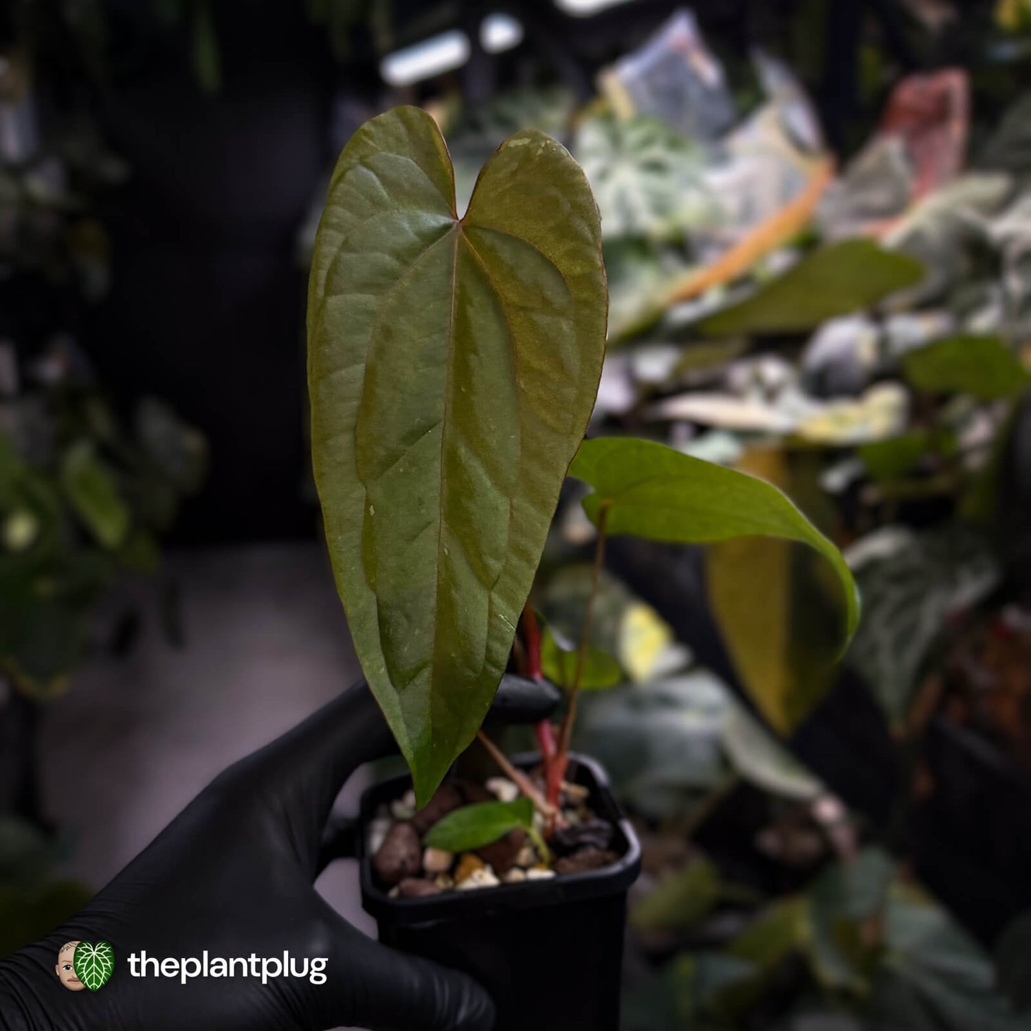 Anthurium 'Deadpool' x #Calculus