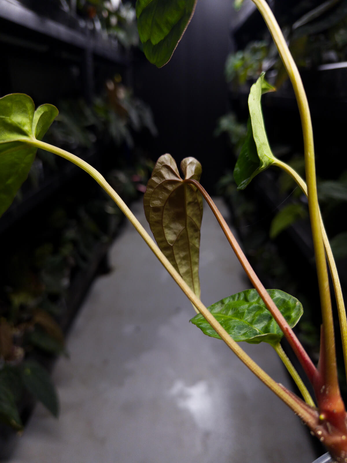 Anthurium #UluruDreams • papillilaminum x dressleri ex. JS x 'Dropbear'