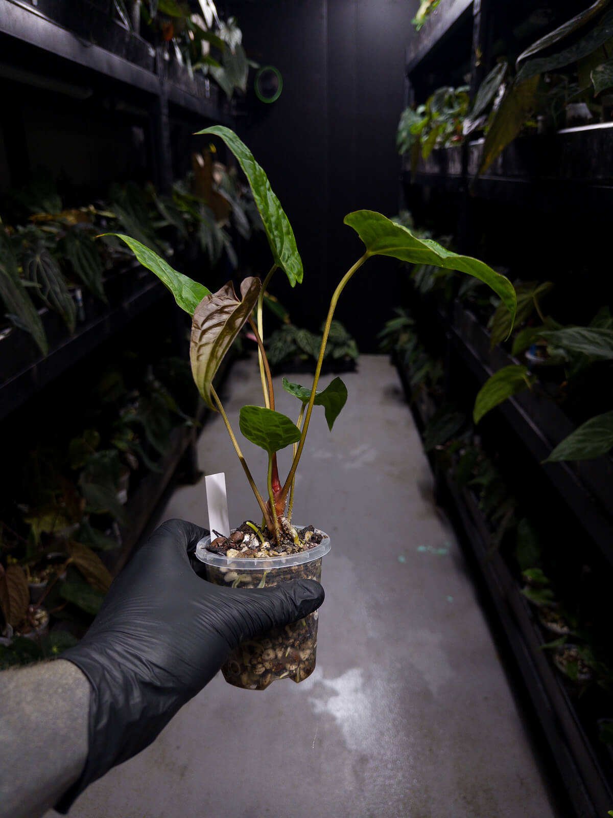 Anthurium #UluruDreams • papillilaminum x dressleri ex. JS x 'Dropbear'