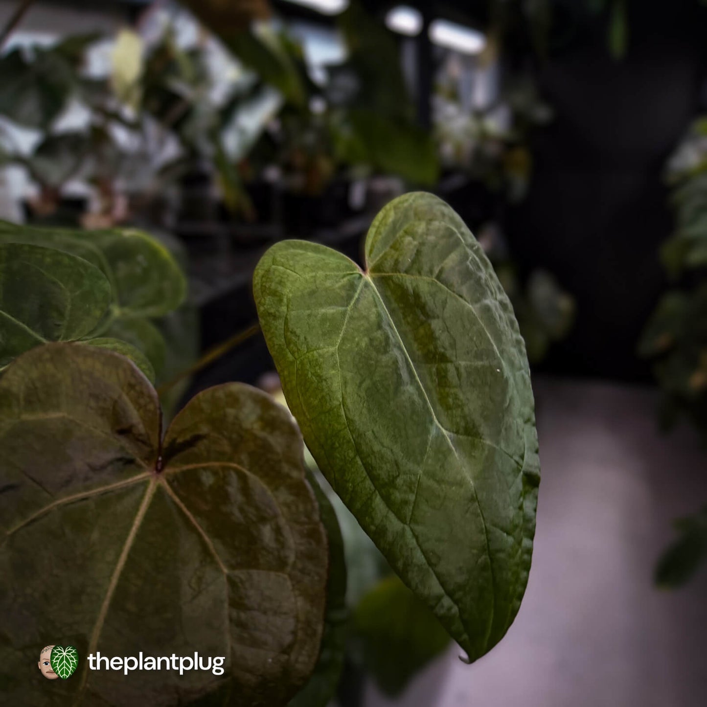 Anthurium ('Zara' / 'Michelle' x pap) x 'Jayda' • select purple emergent 💜