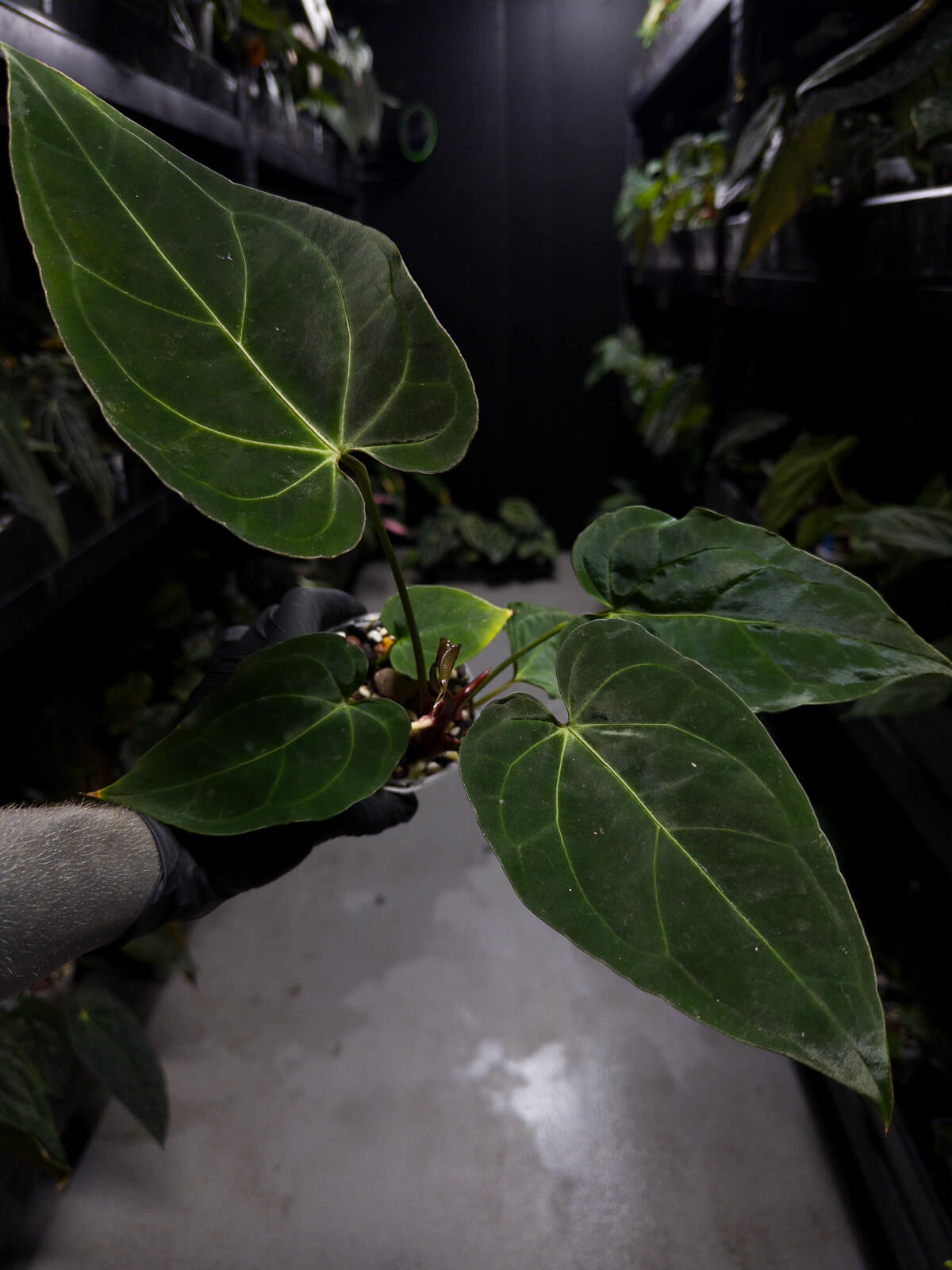 Anthurium #DarkMalice • ('Midnight Velvet' x crys) x besseae aff