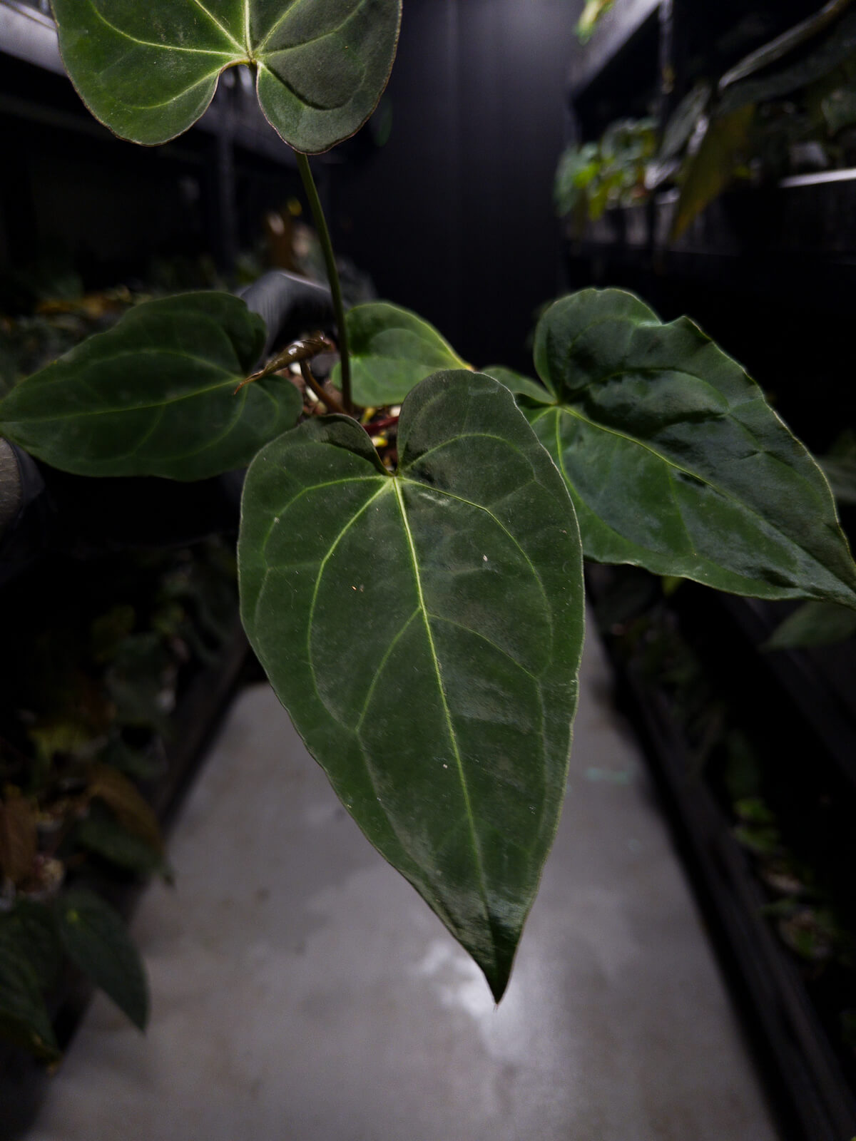 Anthurium #DarkMalice • ('Midnight Velvet' x crys) x besseae aff