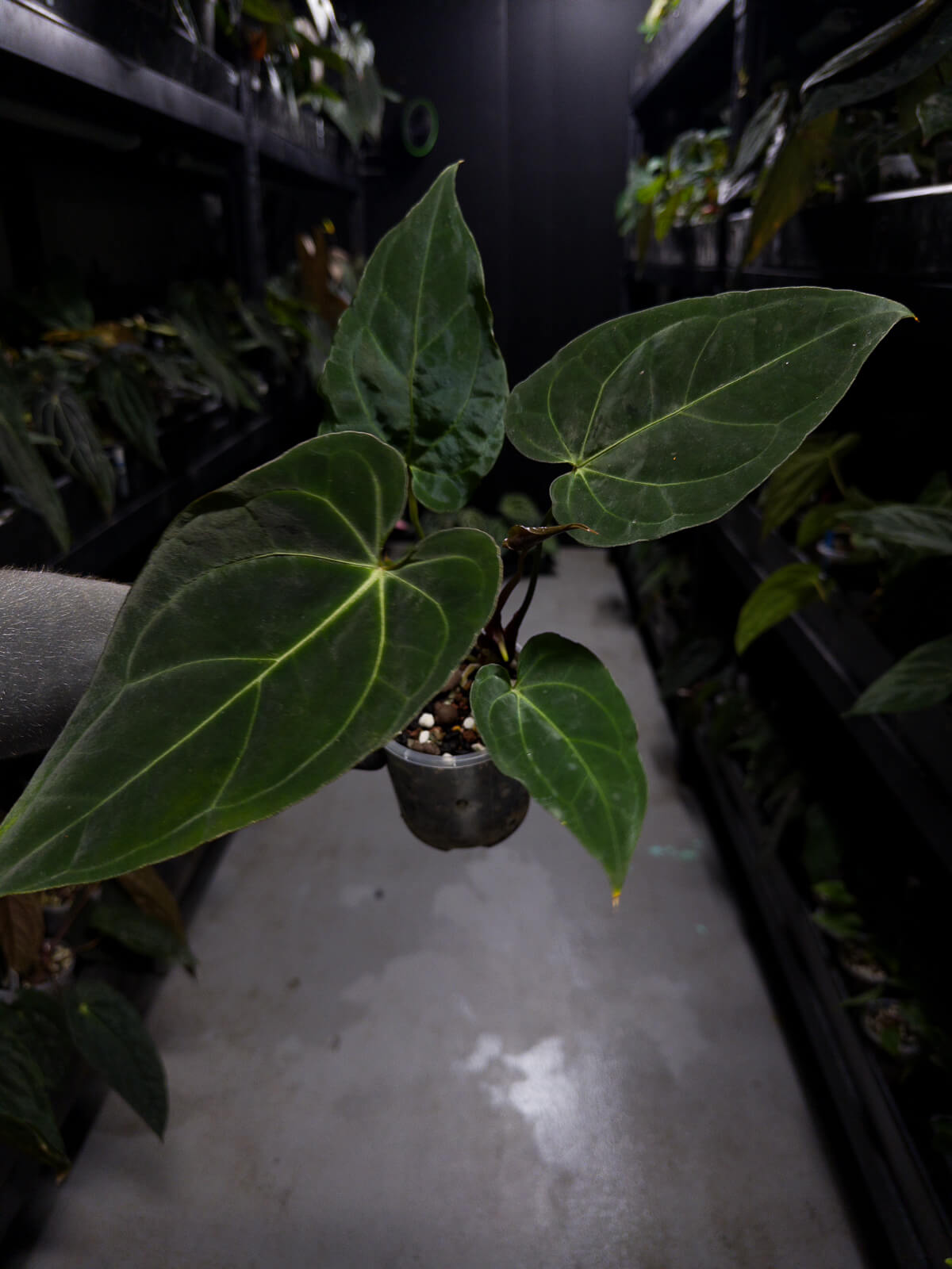 Anthurium #DarkMalice • ('Midnight Velvet' x crys) x besseae aff