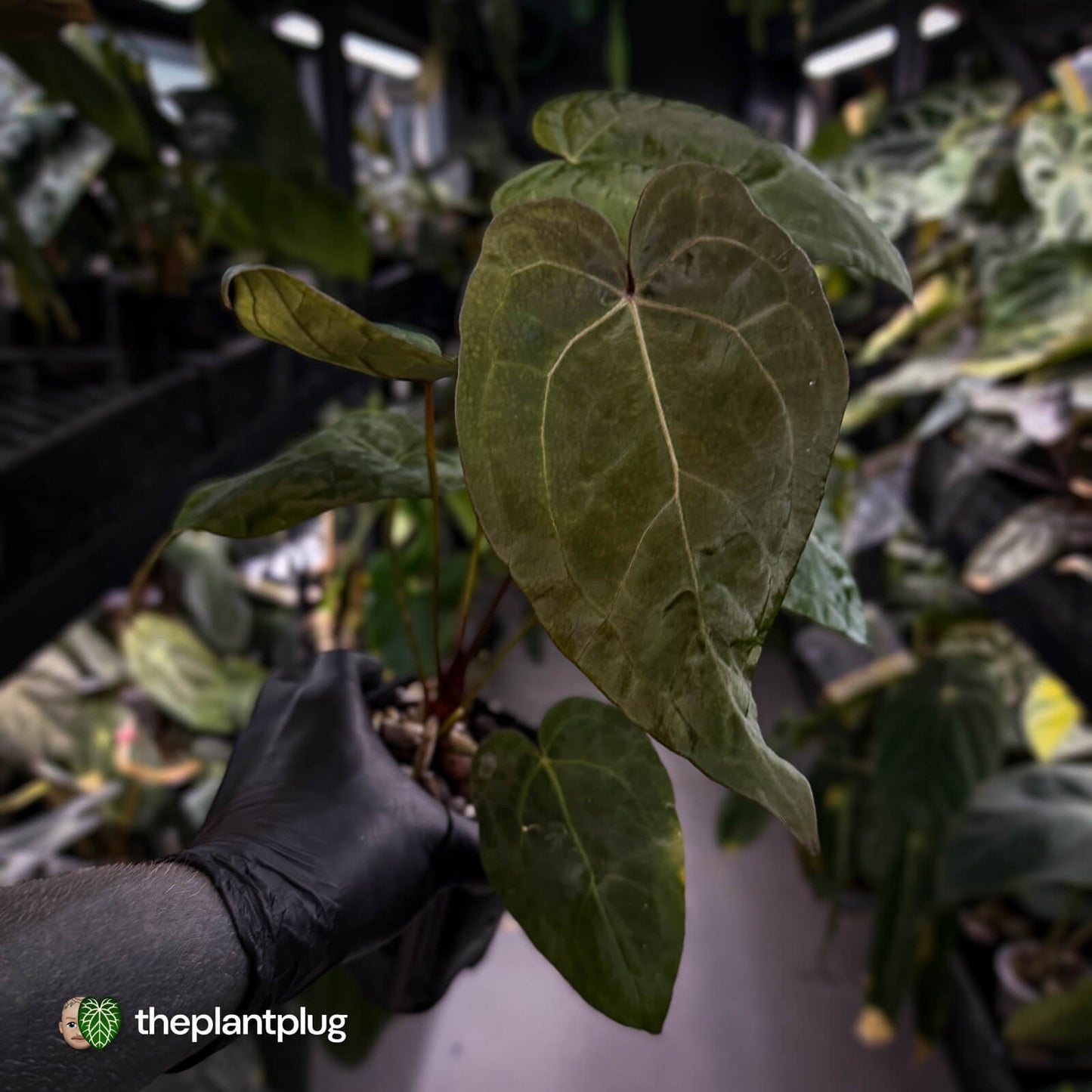 Anthurium ('Zara' / 'Michelle' x pap) x 'Jayda' • select purple emergent 💜