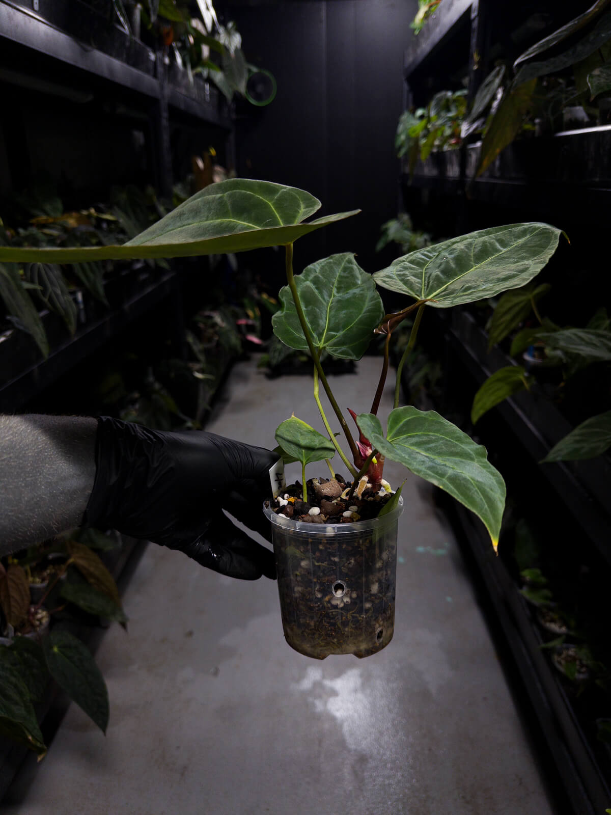 Anthurium #DarkMalice • ('Midnight Velvet' x crys) x besseae aff