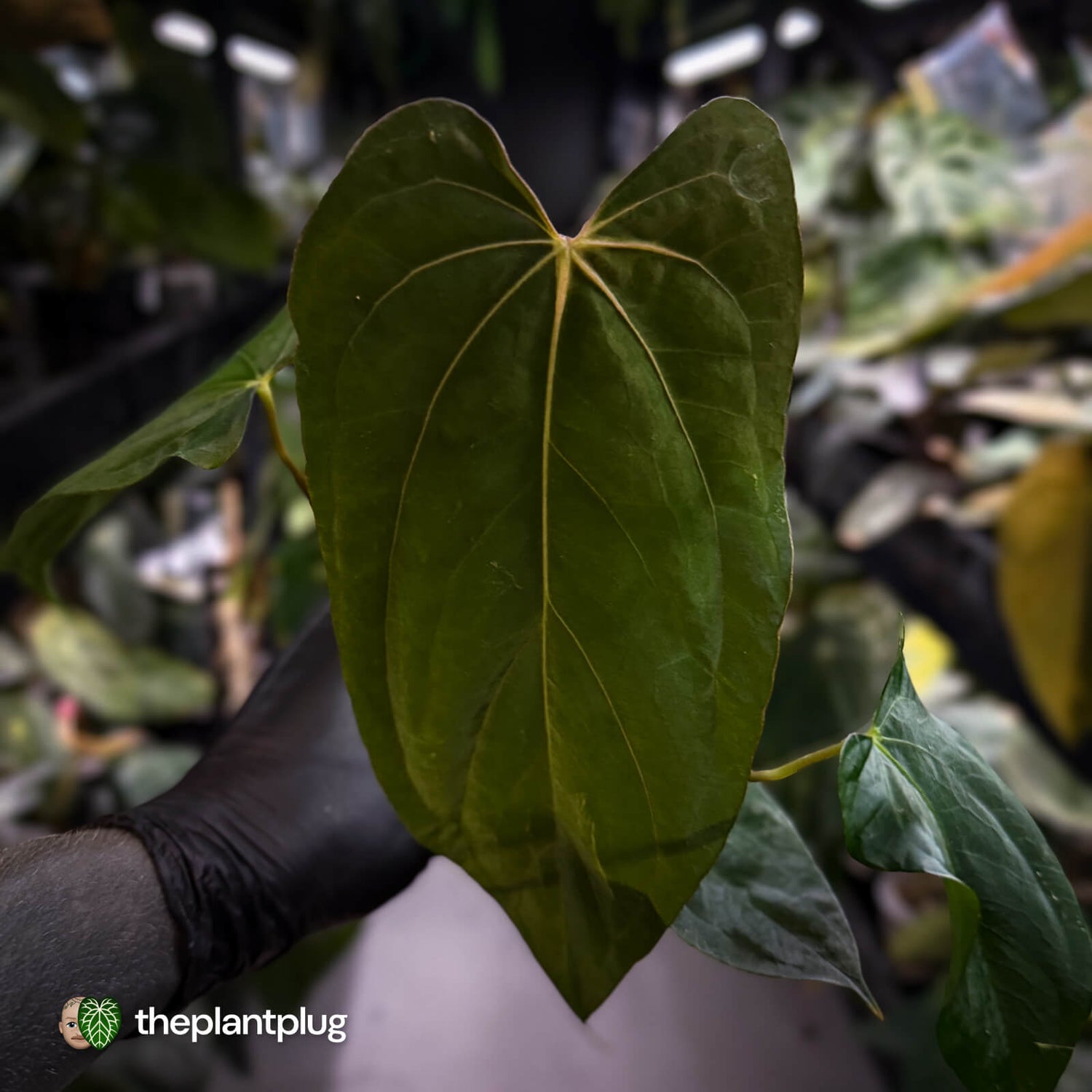 Anthurium papillilaminum 'RLFS' x 'Red Dark Phoenix'