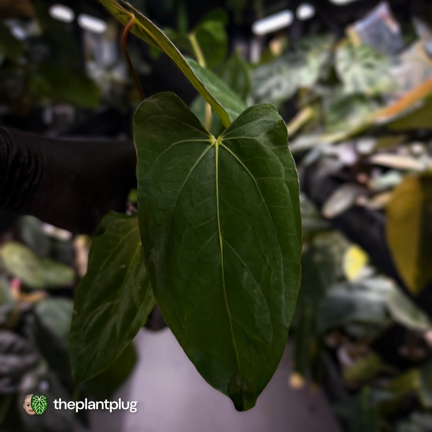 Anthurium papillilaminum 'RLFS' x 'Red Dark Phoenix'