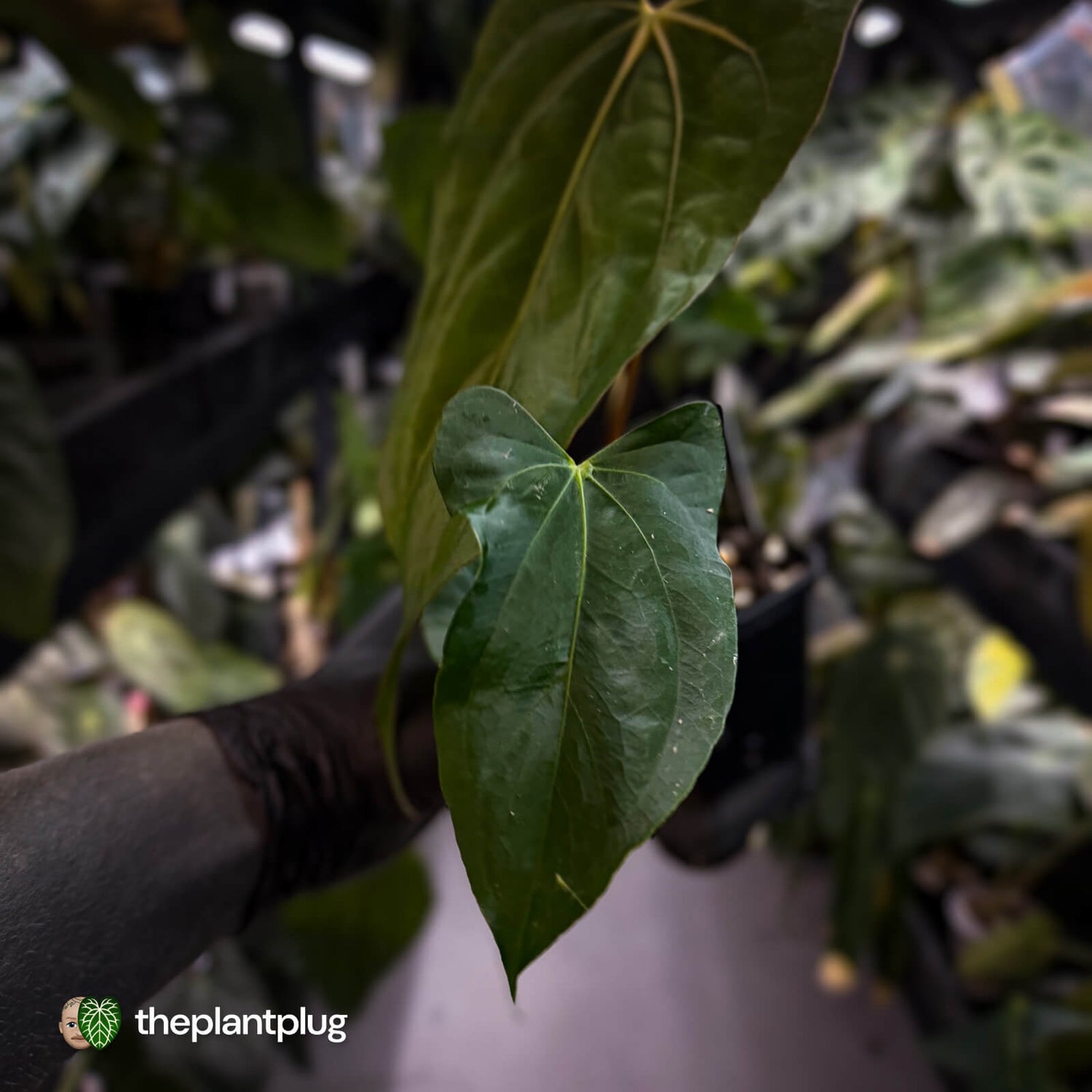 Anthurium papillilaminum 'RLFS' x 'Red Dark Phoenix'