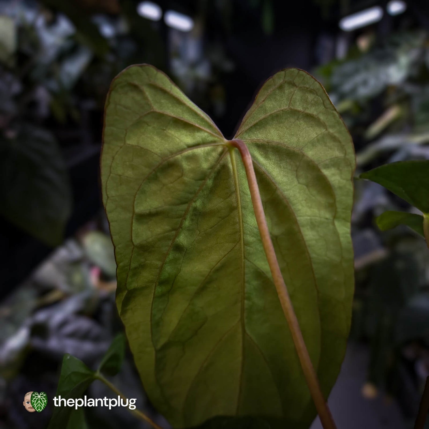 Anthurium papillilaminum 'RLFS' x 'Red Dark Phoenix'