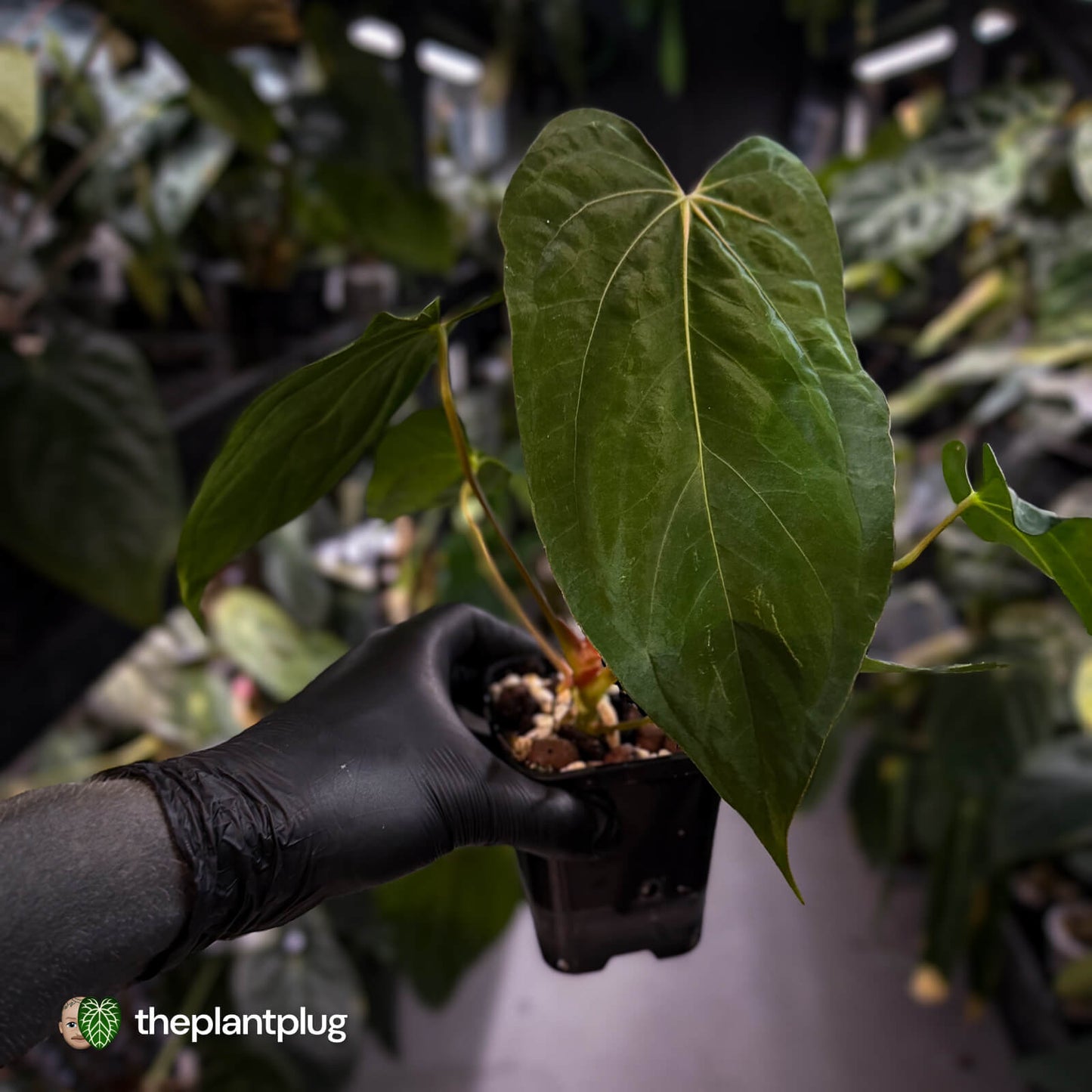 Anthurium papillilaminum 'RLFS' x 'Red Dark Phoenix'