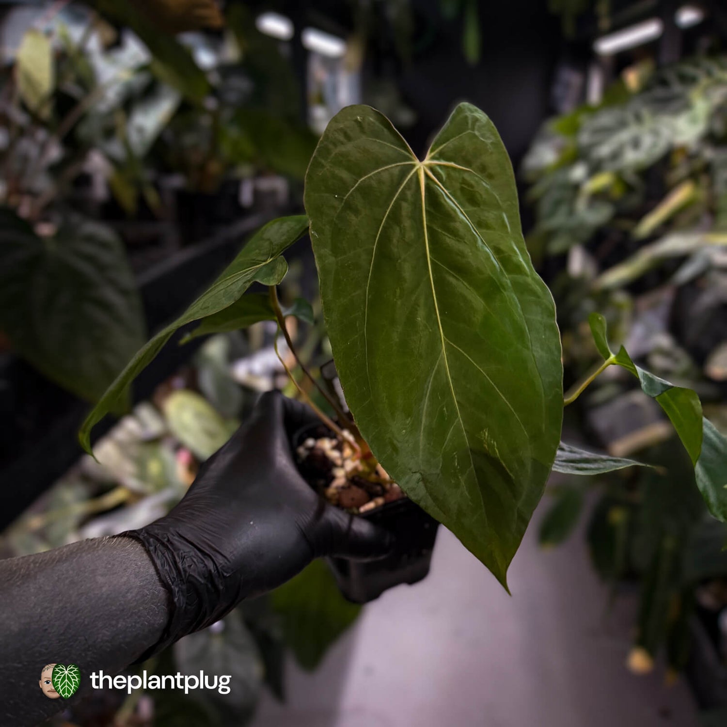 Anthurium papillilaminum 'RLFS' x 'Red Dark Phoenix'