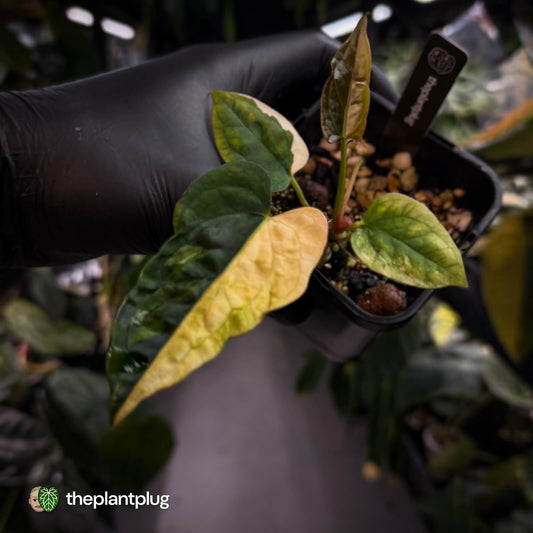 Anthurium 'Wolverine' x #Calculus • half moon variegated ✨