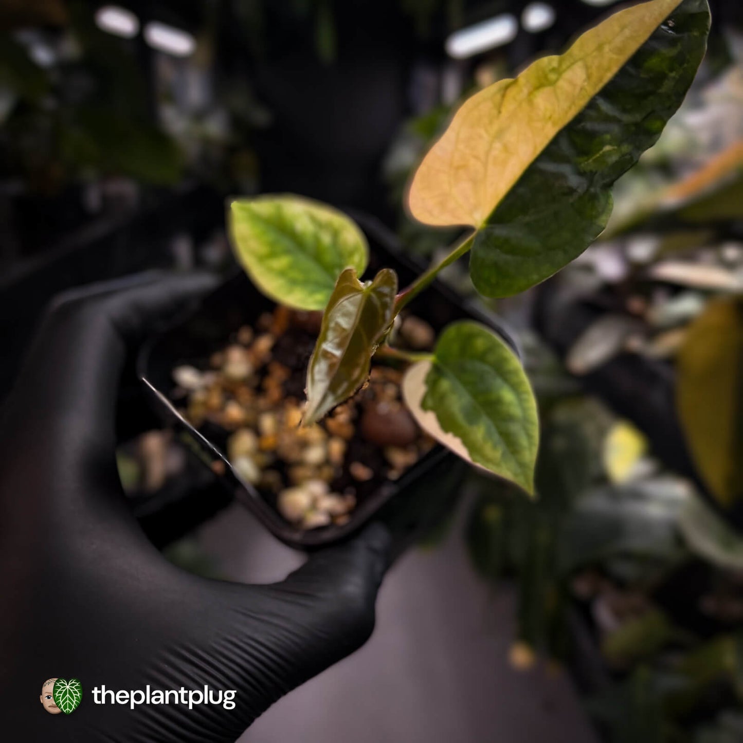 Anthurium 'Wolverine' x #Calculus • half moon variegated ✨