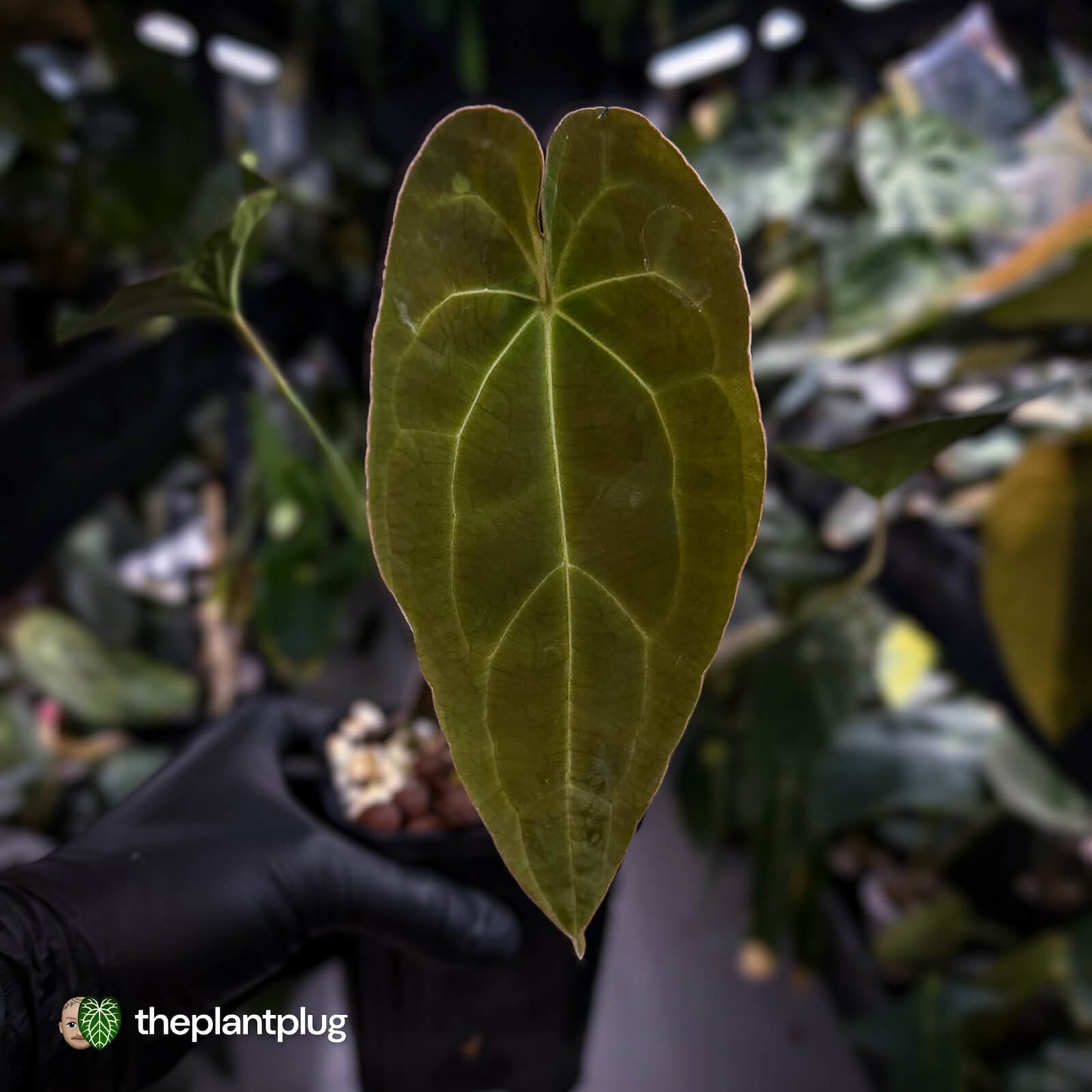 Anthurium forgetii hybrid x besseae aff 'Elektra' ⚡