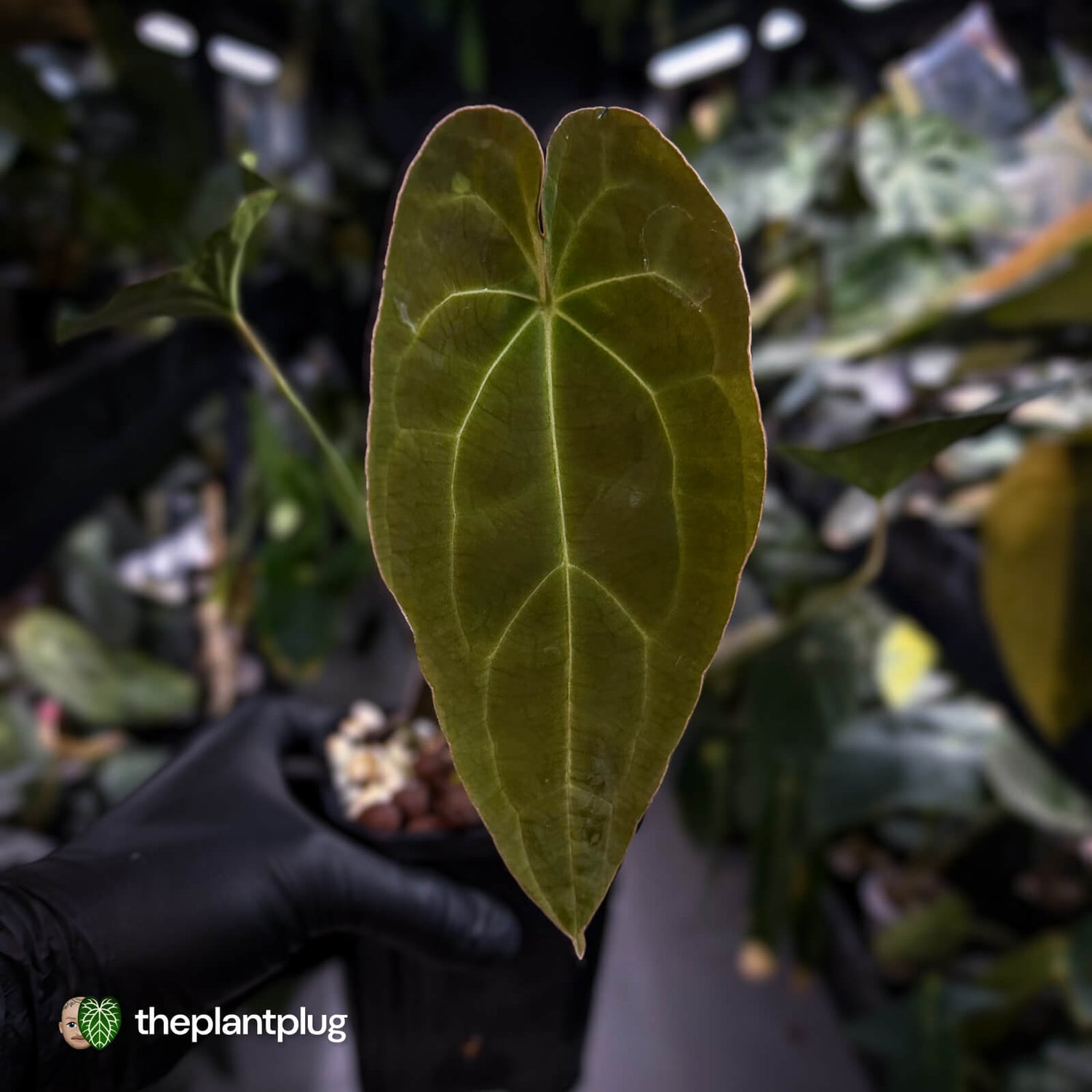 Anthurium forgetii hybrid x besseae aff 'Elektra' ⚡