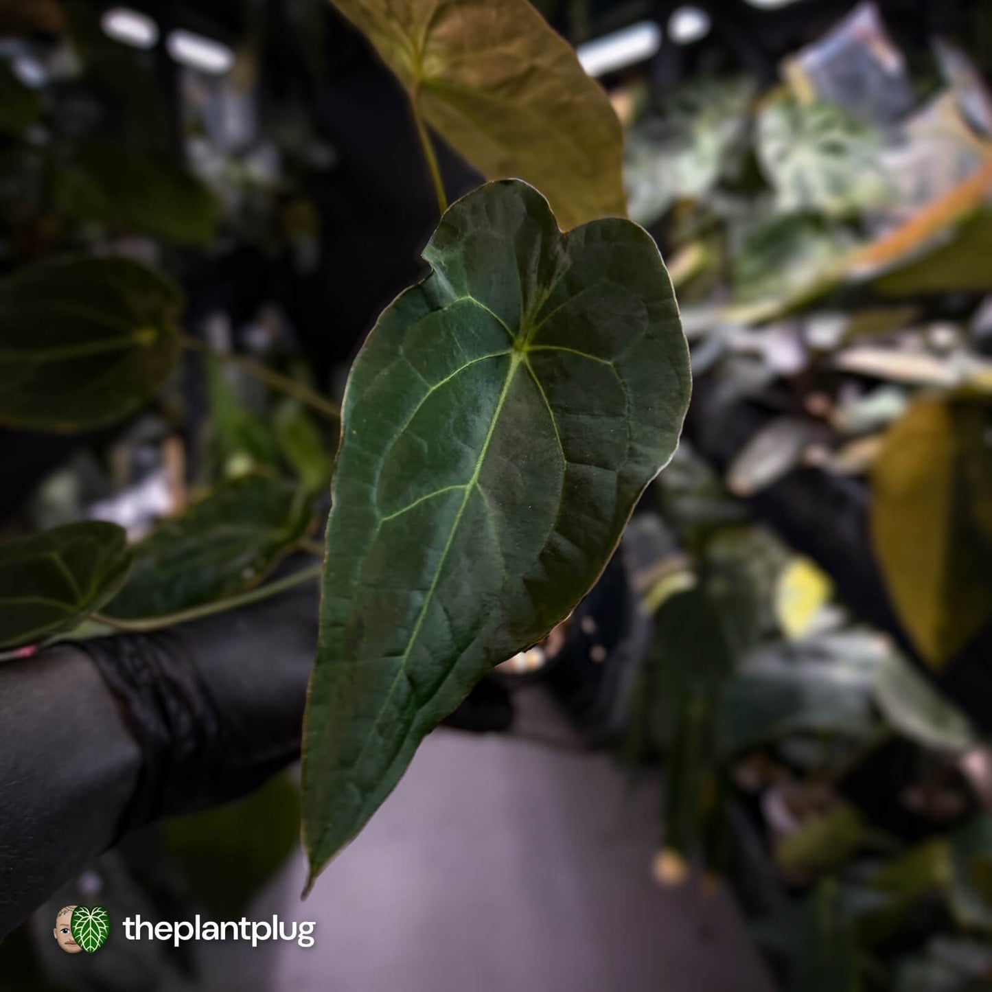 Anthurium forgetii hybrid x besseae aff 'Elektra' ⚡