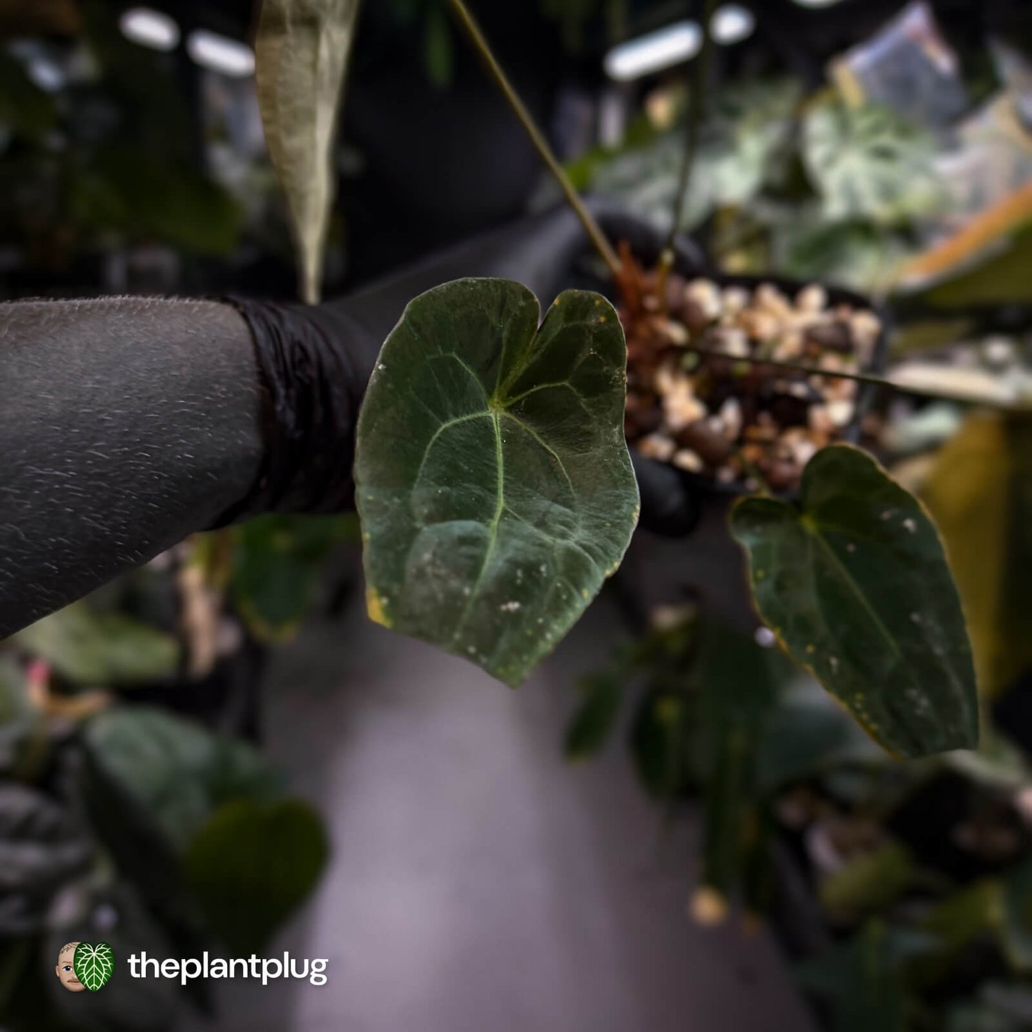 Anthurium forgetii hybrid x besseae aff 'Elektra' ⚡