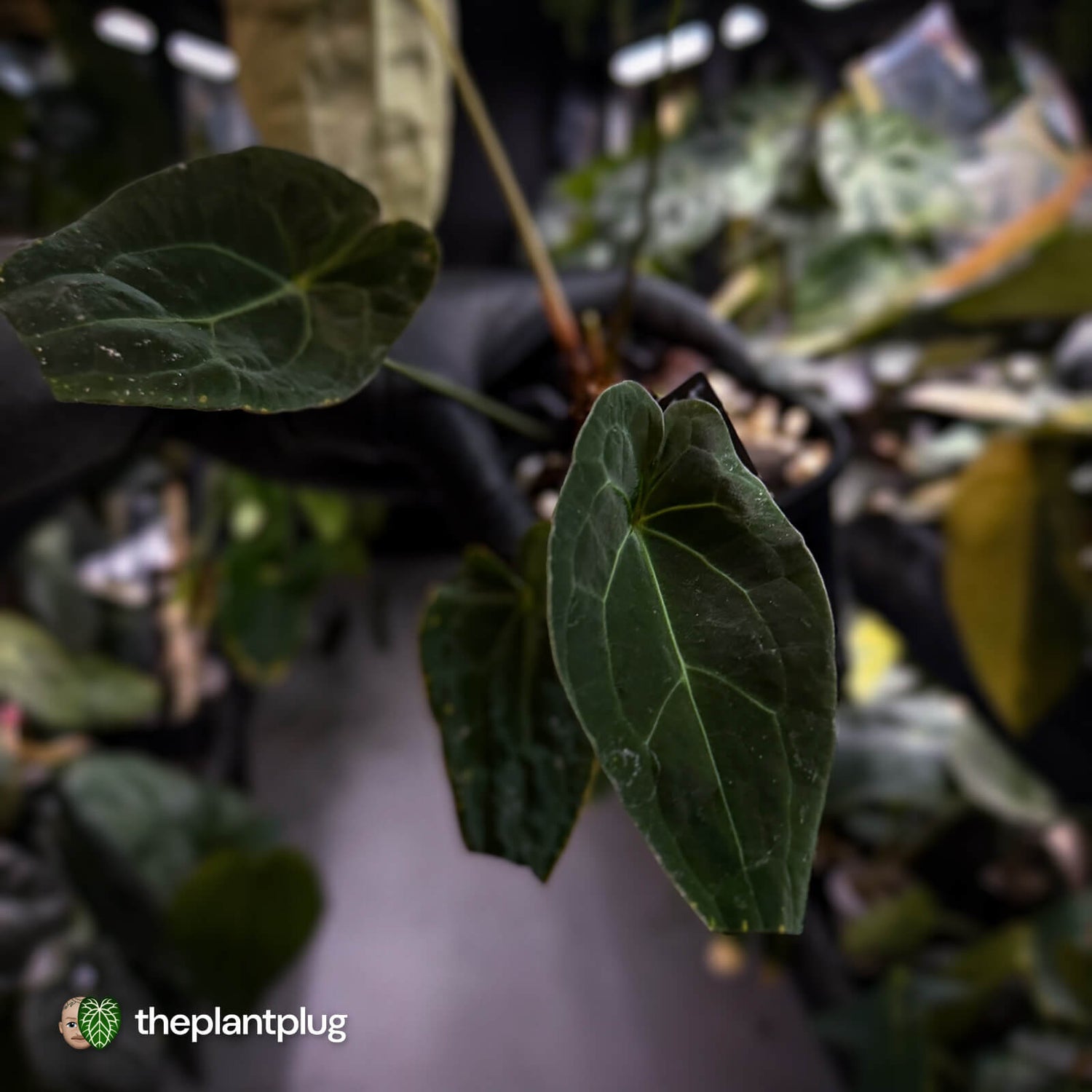 Anthurium forgetii hybrid x besseae aff 'Elektra' ⚡