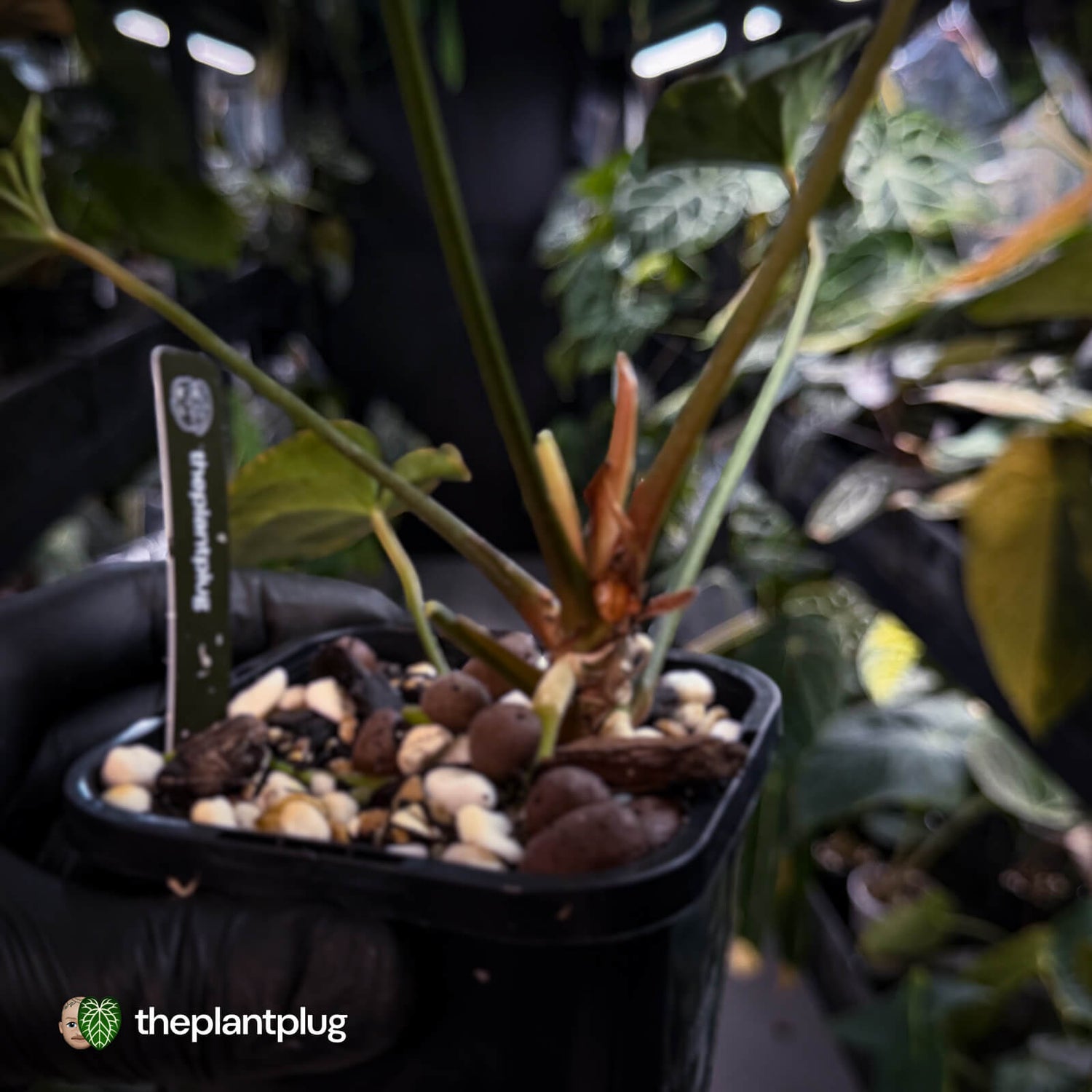 Anthurium forgetii hybrid x besseae aff 'Elektra' ⚡