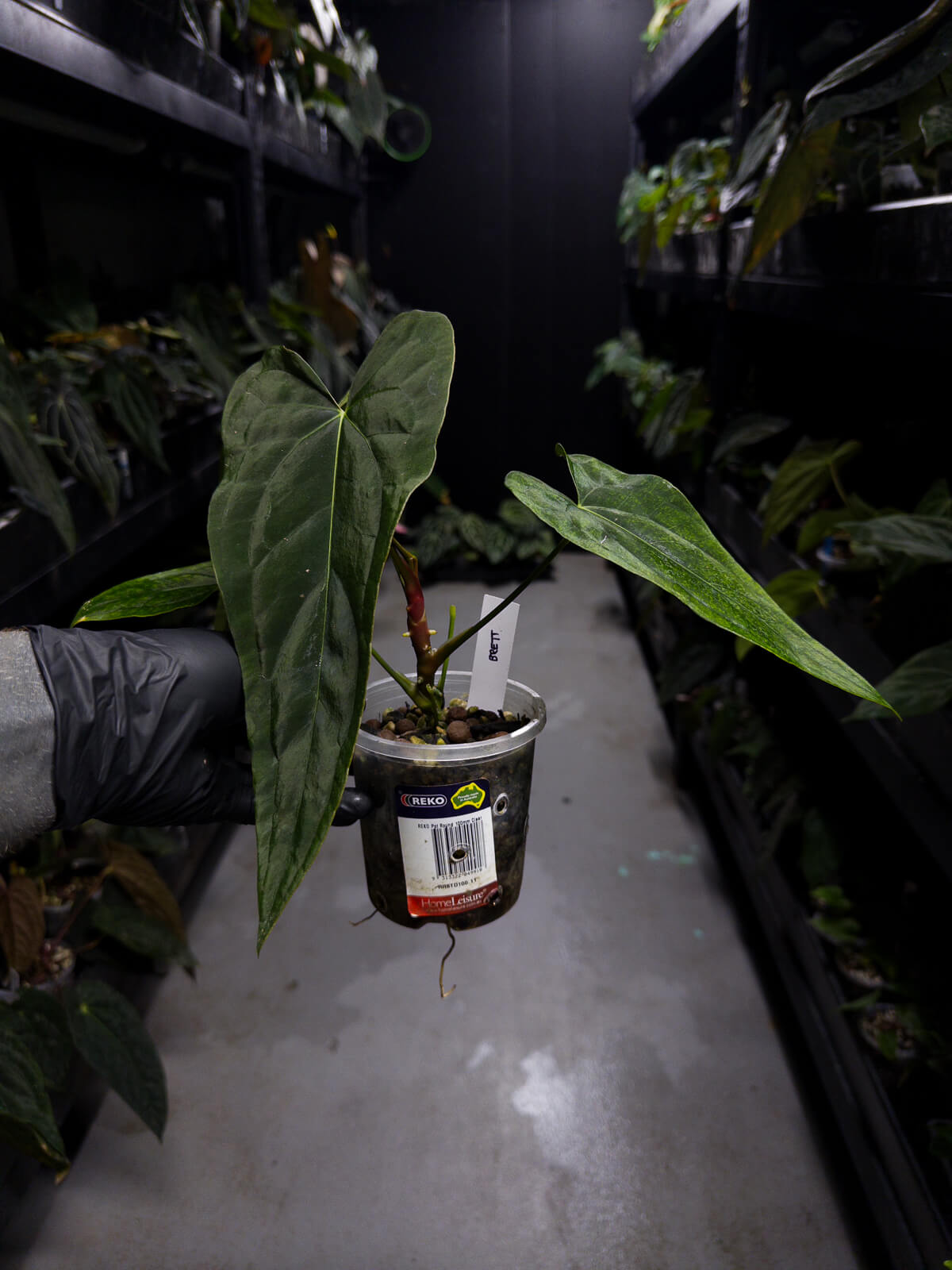 wide sinus anthurium Anthurium #MidnightTequila • wide sinus – The Plant Plug