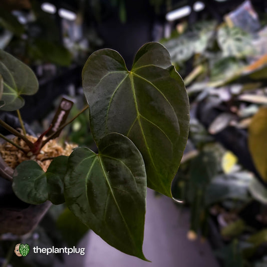 Anthurium #PurplePeopleEater 👾