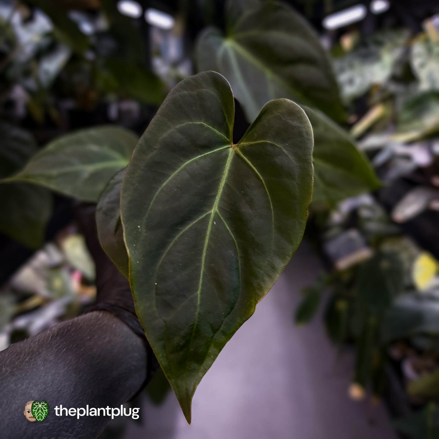 Anthurium #PurplePeopleEater 👾
