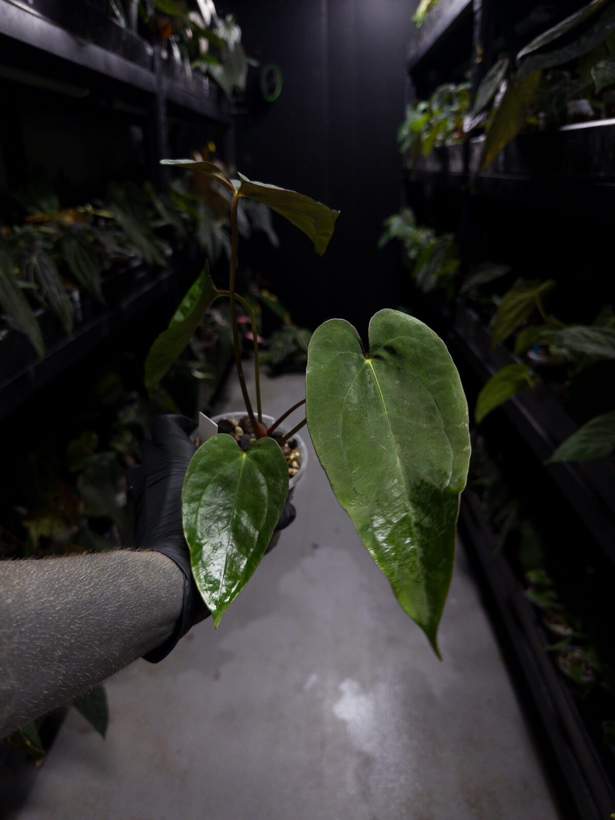 Anthurium #Moloch • #TwinPhoenix 'Narrow' x 'Dropbear'