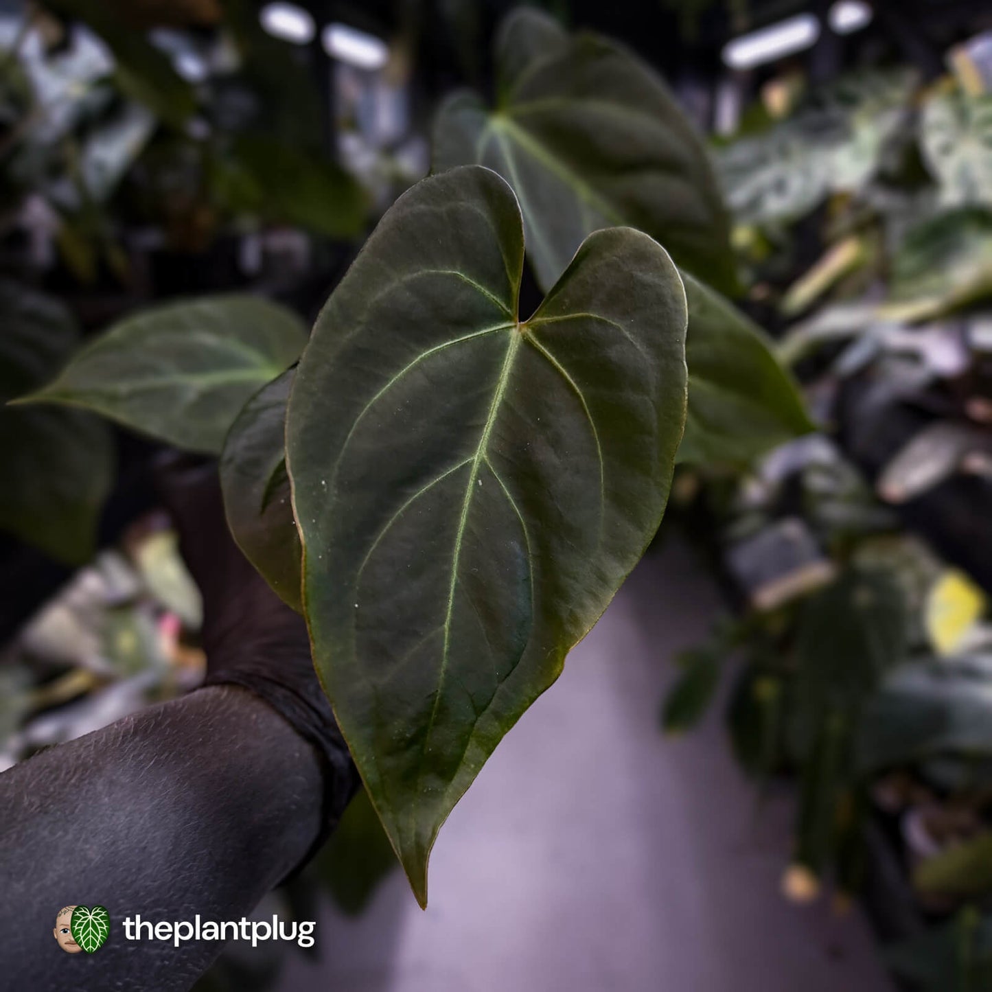 Anthurium #PurplePeopleEater 👾