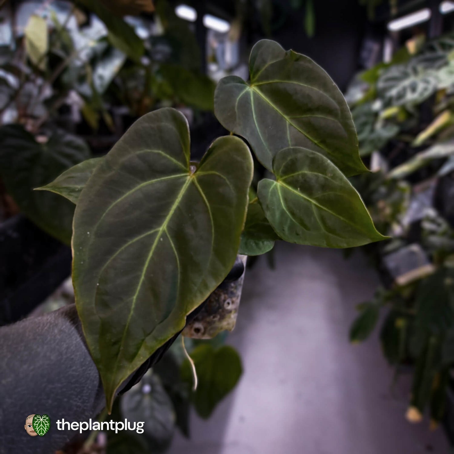 Anthurium #PurplePeopleEater 👾