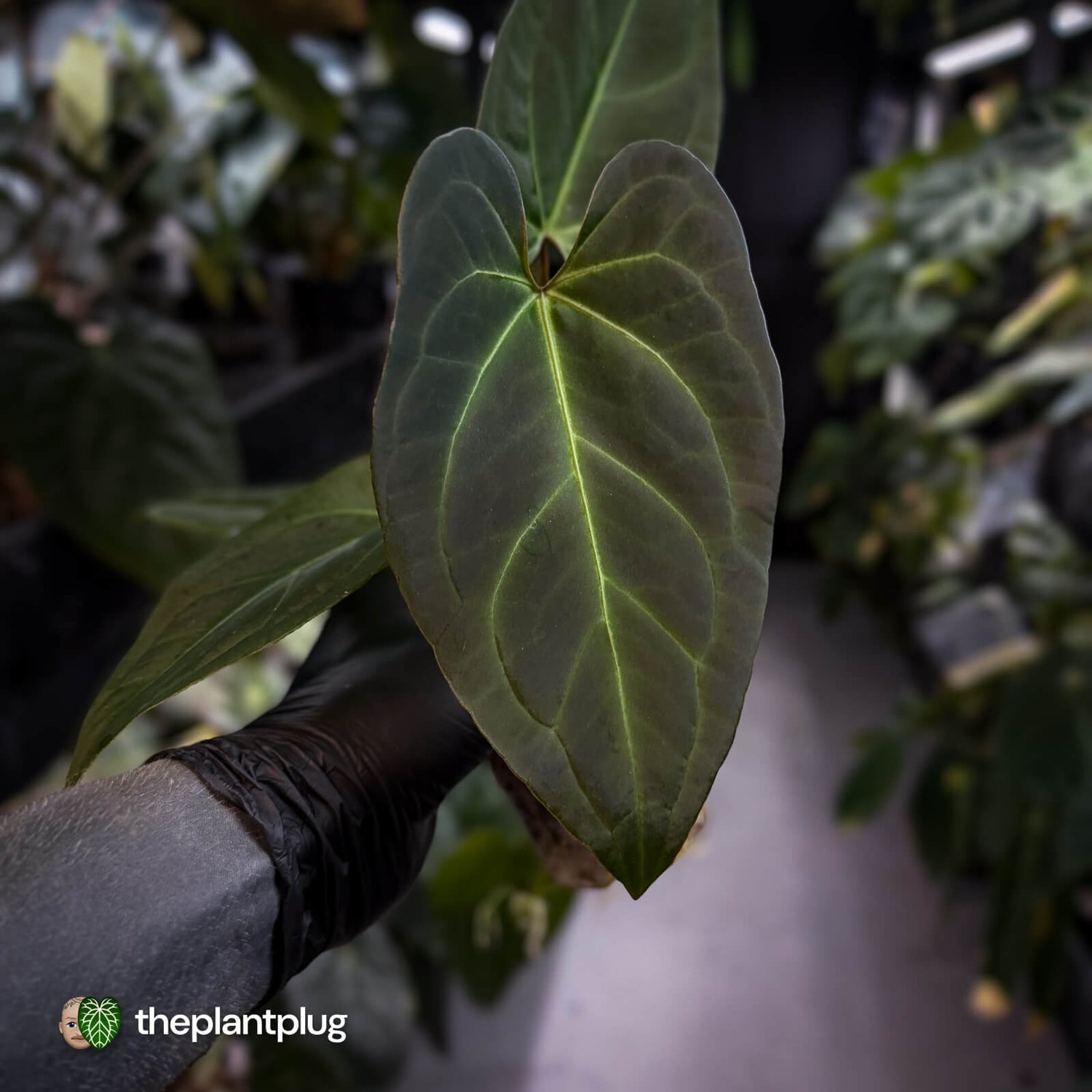 Anthurium #PurplePeopleEater 👾