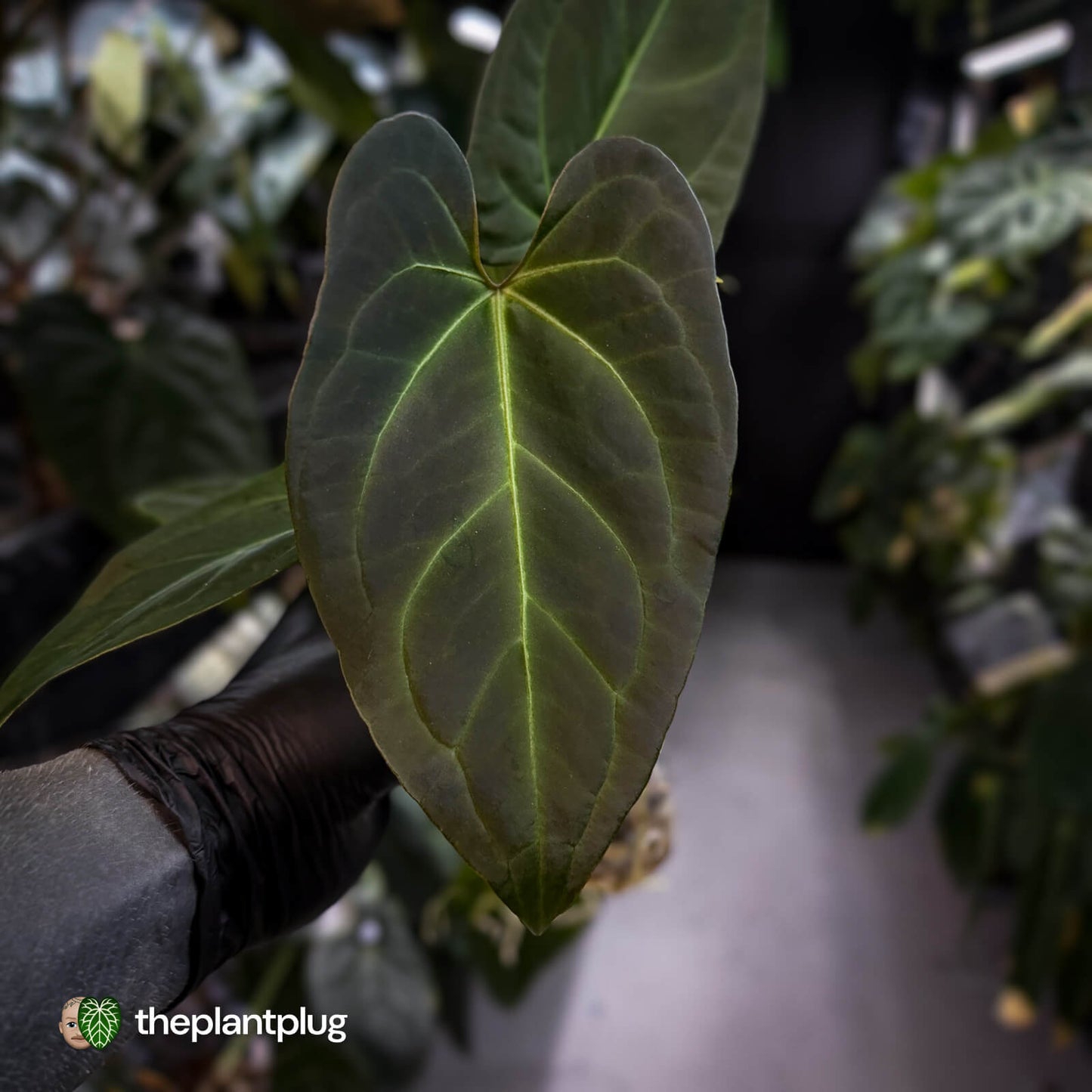 Anthurium #PurplePeopleEater 👾