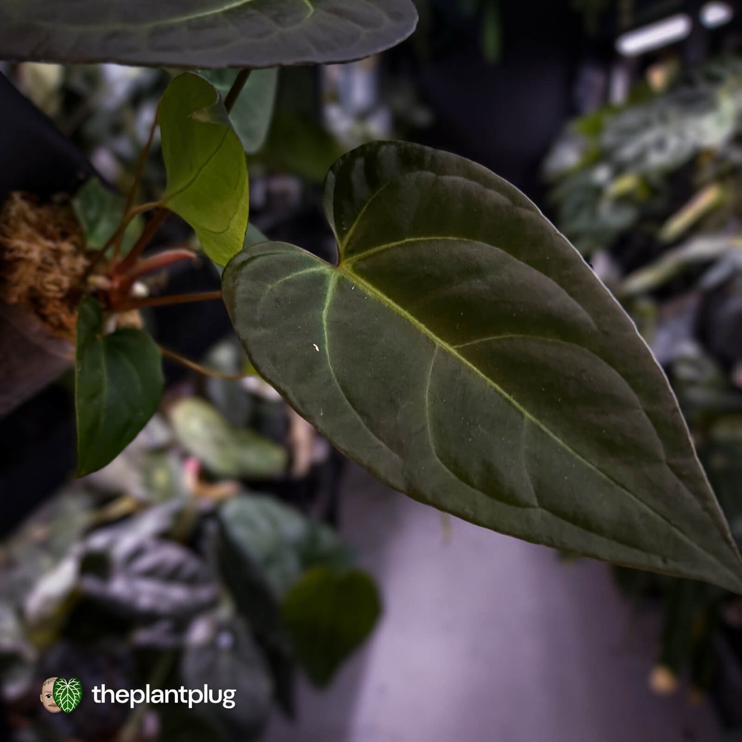 Anthurium #PurplePeopleEater 👾