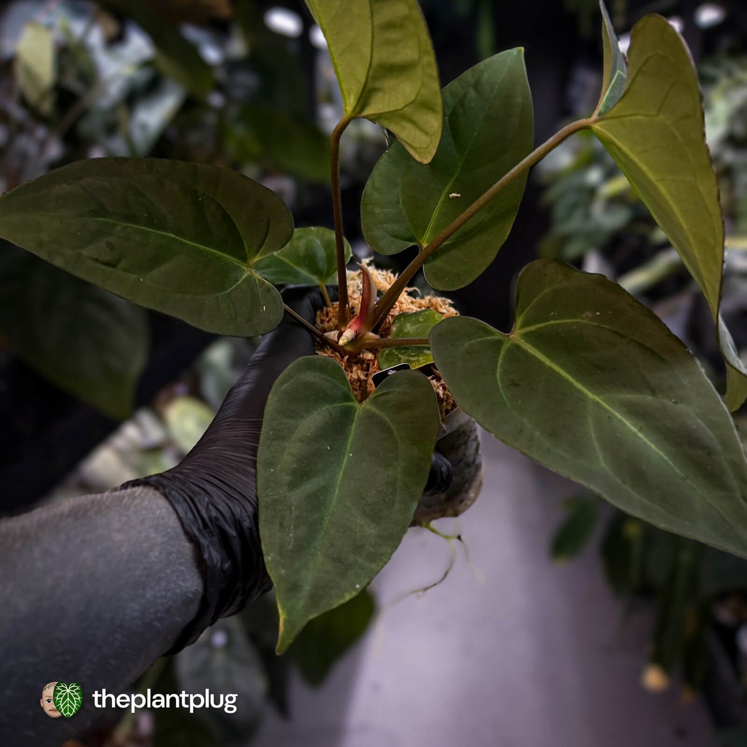 Anthurium #PurplePeopleEater 👾