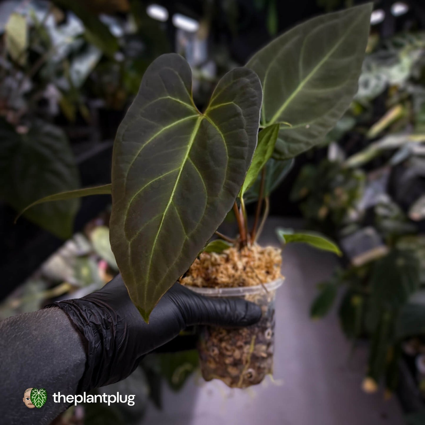 Anthurium #PurplePeopleEater 👾