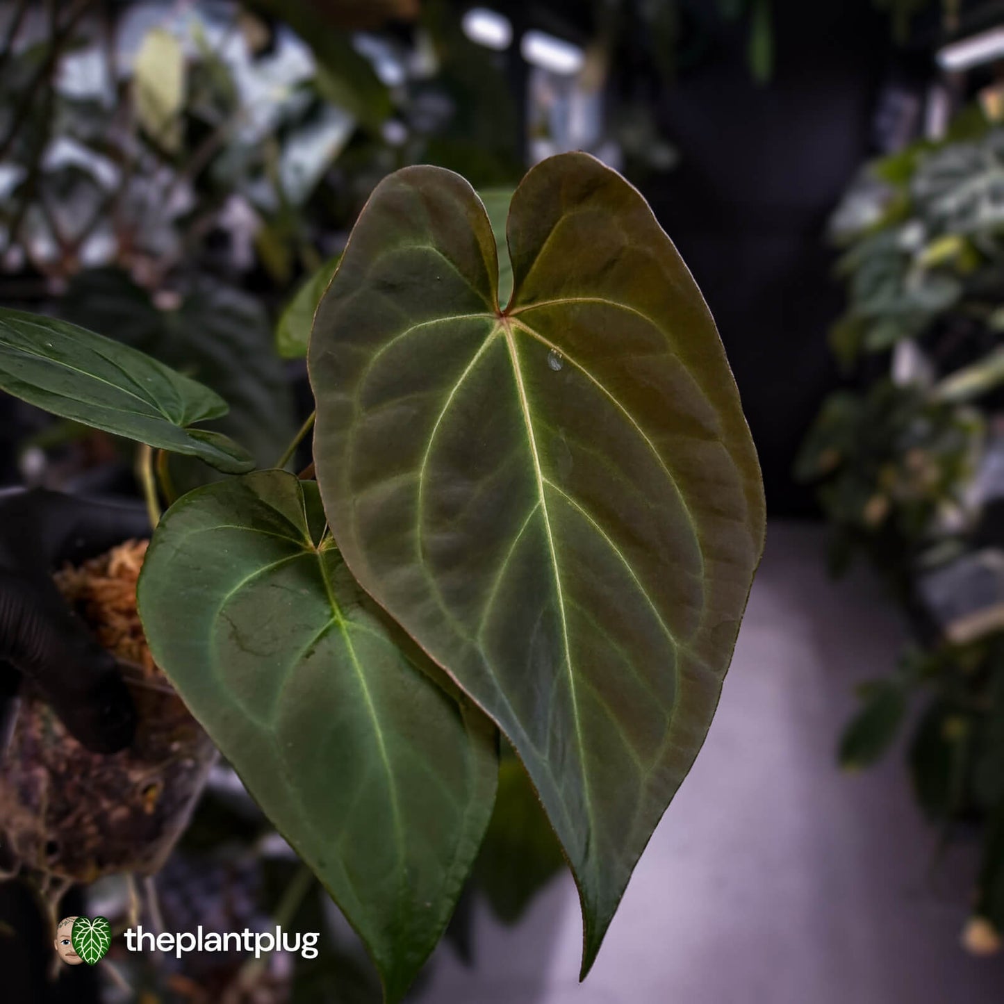 Anthurium #PurplePeopleEater 👾 • select