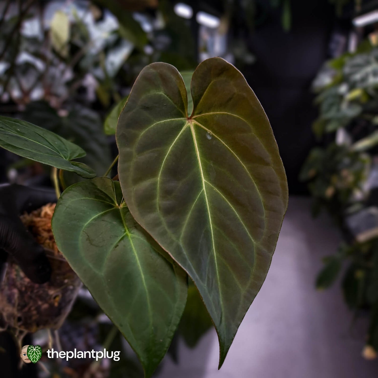 Anthurium #PurplePeopleEater 👾 • select