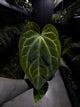 Anthurium ('Blackx' x 'Hoffx') x 'Heinz' s1