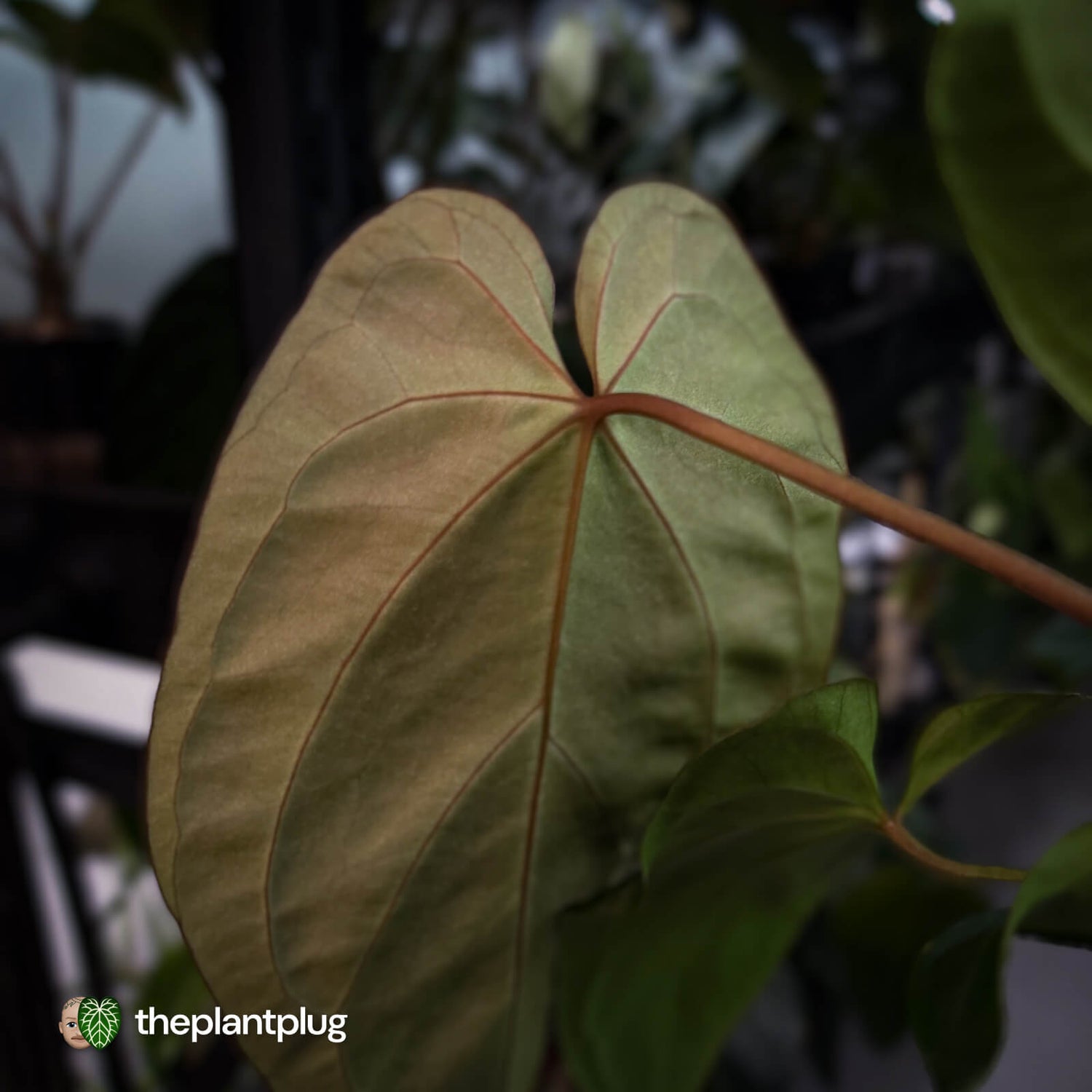 Anthurium #PurplePeopleEater 👾 • select